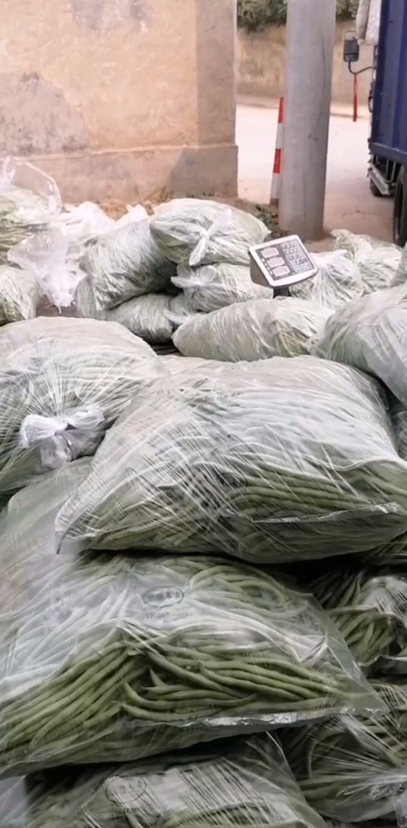 精品无丝豆大量上市，欢迎订购！