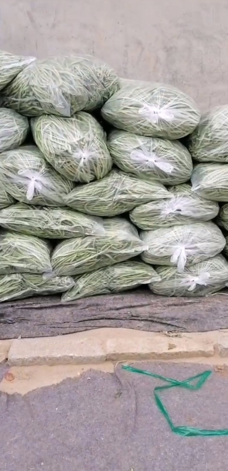 精品无丝豆大量上市，欢迎订购！
