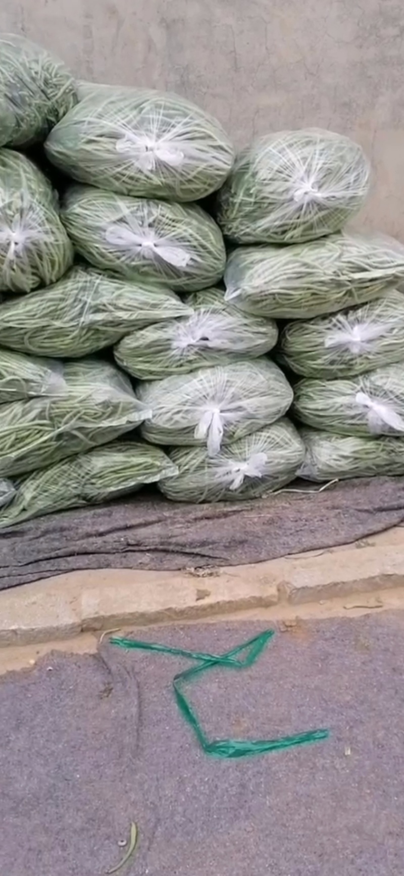 精品无丝豆大量上市，欢迎订购！