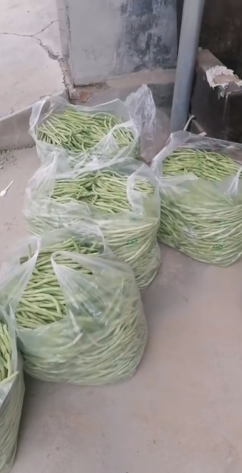 精品无丝豆大量上市，欢迎订购！