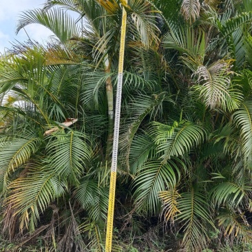 园林绿化大型散尾葵苗圃直发长期供货量大有货广西钦州散尾葵