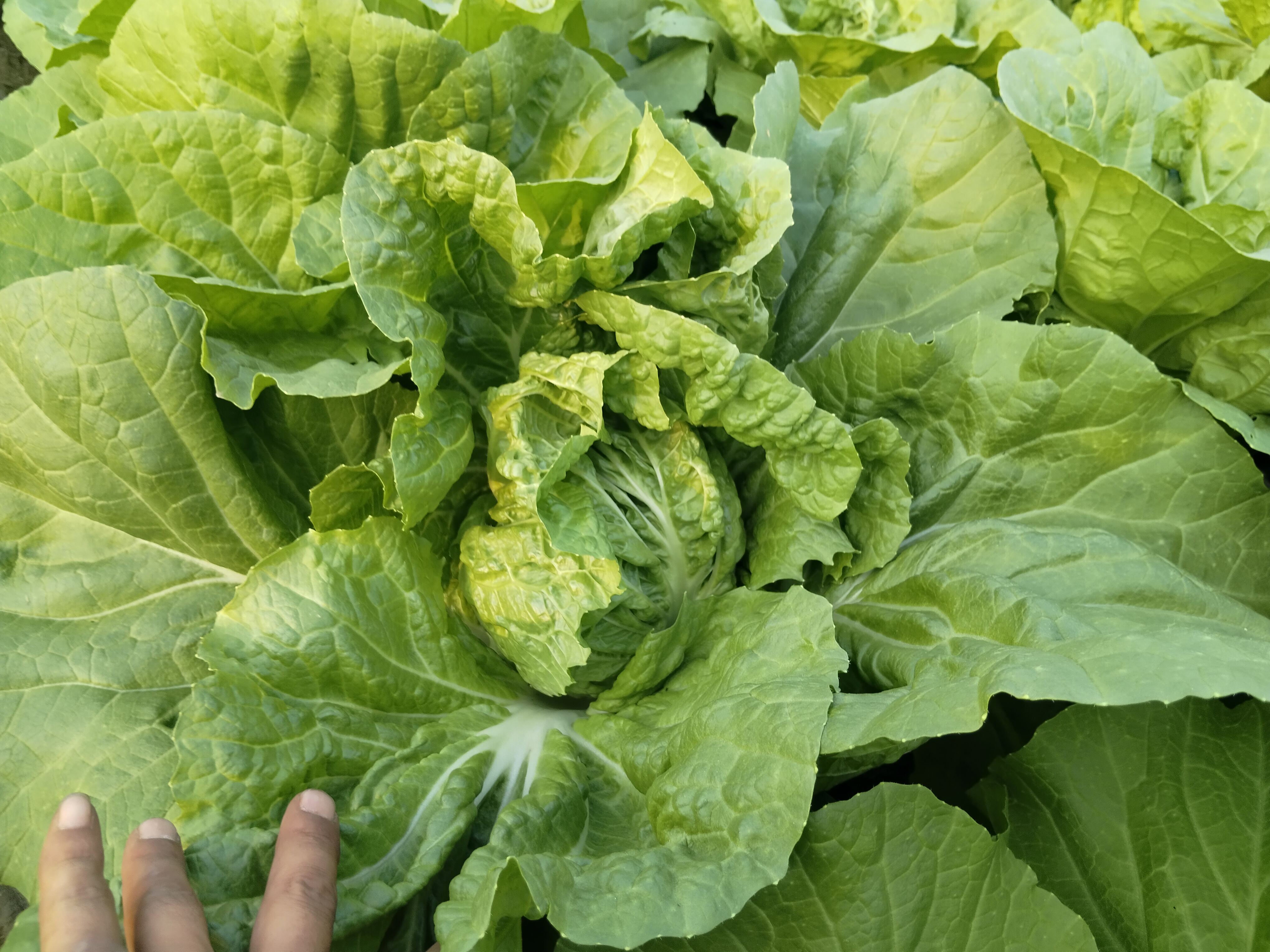 信息图:胶州大白菜(经霜)vs 普通小白菜 vs 菠菜的三大关键指标对比——维生素C(mg/100g)、钾含量(mg/100g)、总硫代葡萄糖苷(μmol/g),突出胶州白菜在温和性与功能性间的最优平衡 胶州大白菜营养成分对比图表