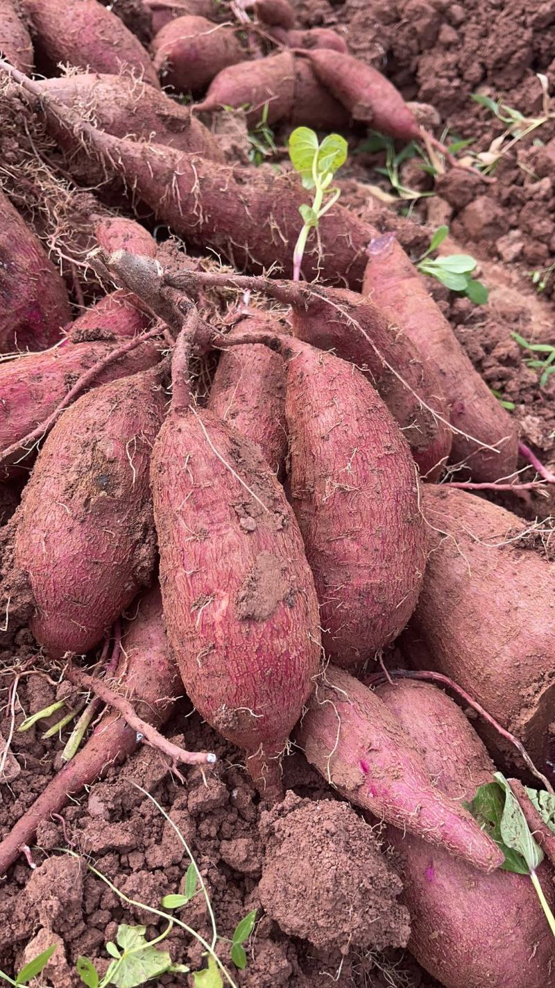 四川紫薯软糯香甜电商商超大量有货货源充足