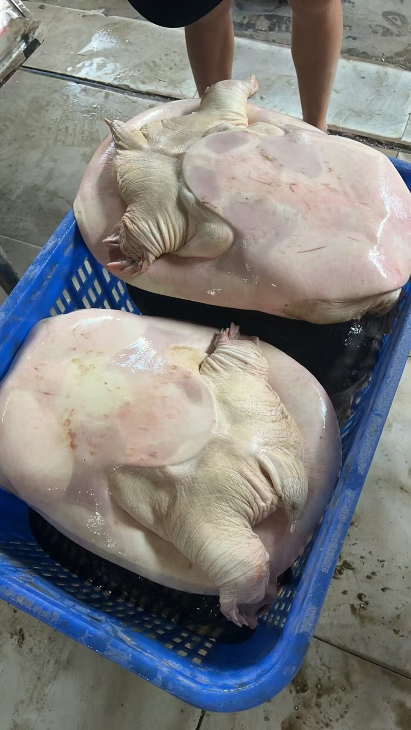 珍珠鳖