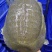老水鱼老甲鱼鳖八年以上养殖场直供量大从优欢迎联系