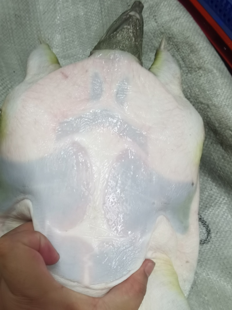 老水鱼老甲鱼鳖八年以上养殖场直供量大从优欢迎联系