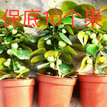 菩提10个果