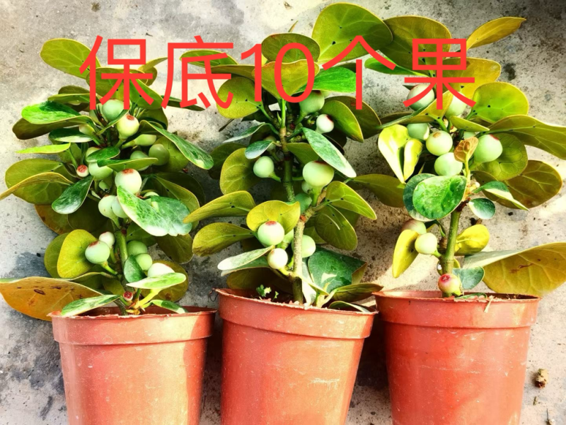 菩提10个果
