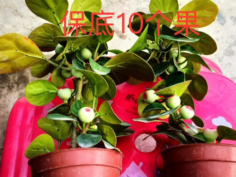 菩提10个果