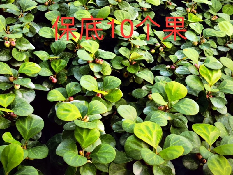 菩提10个果
