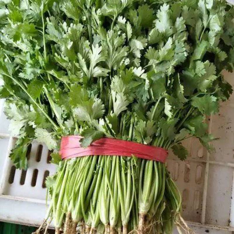 大叶香菜，大叶芫荽，短根无黄叶欢迎来电咨询