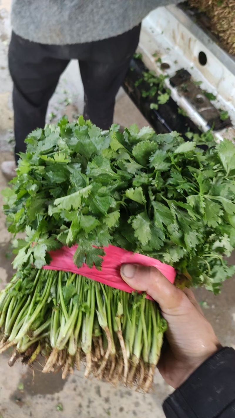 大叶香菜，大叶芫荽，短根无黄叶欢迎来电咨询