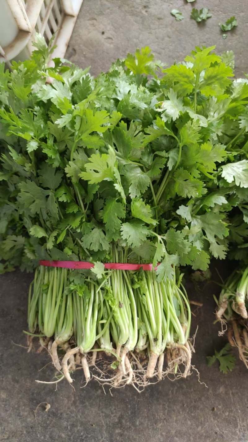 大叶香菜，大叶芫荽，短根无黄叶欢迎来电咨询