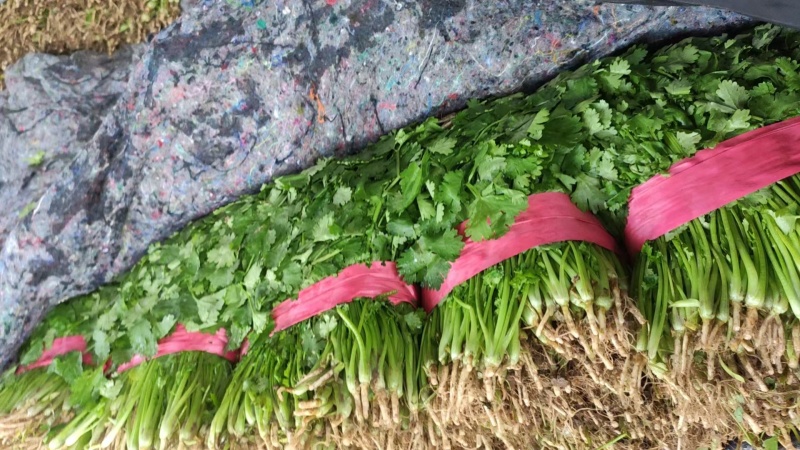 大叶香菜，大叶芫荽，短根无黄叶欢迎来电咨询