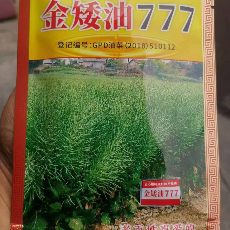 金矮油777矮杆高产油菜种子抗倒伏抗病出油高适广性强秋播