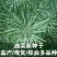 金矮油777矮杆高产油菜种子抗倒伏抗病出油高适广性强秋播