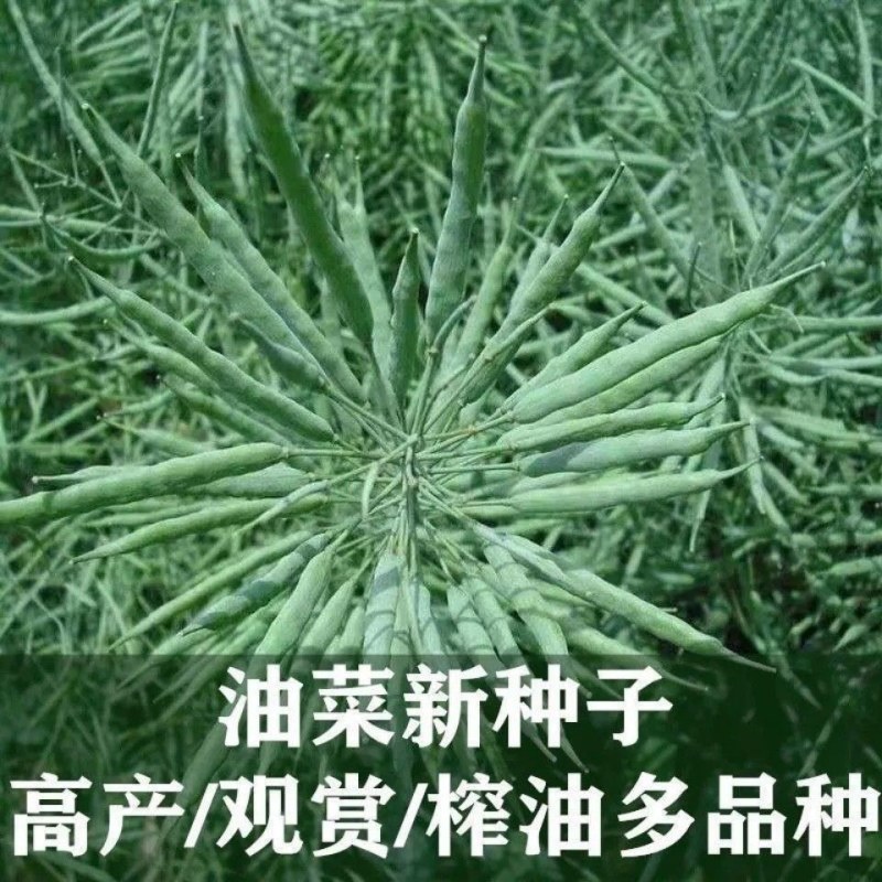 金矮油777矮杆高产油菜种子抗倒伏抗病出油高适广性强秋播