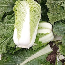北京三号白菜