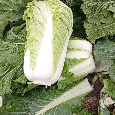 北京三号白菜