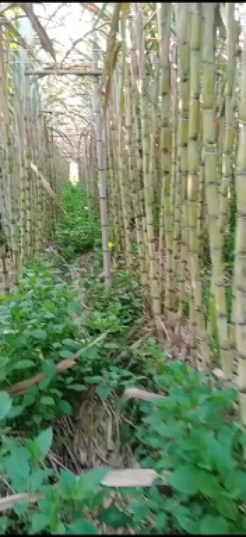 黄金果甘蔗种子量大有货专业对接有需要的老板