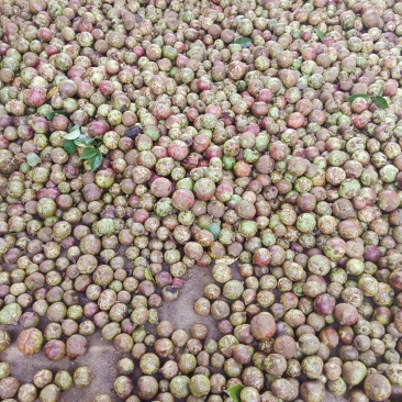 百花山茶果