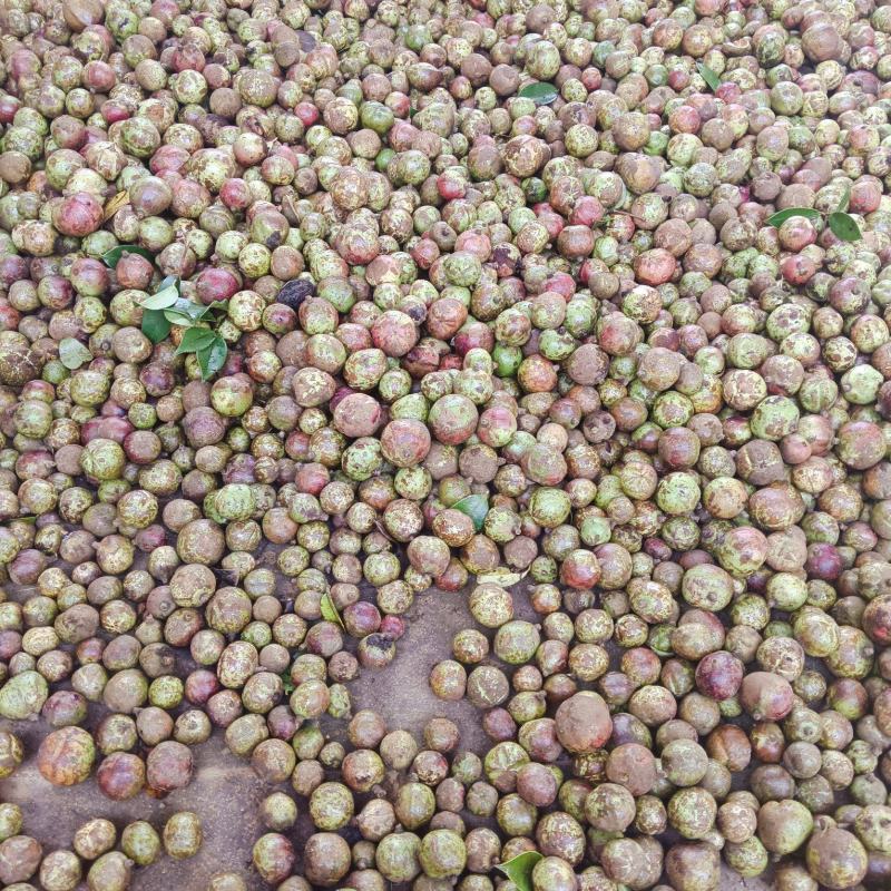 百花山茶果