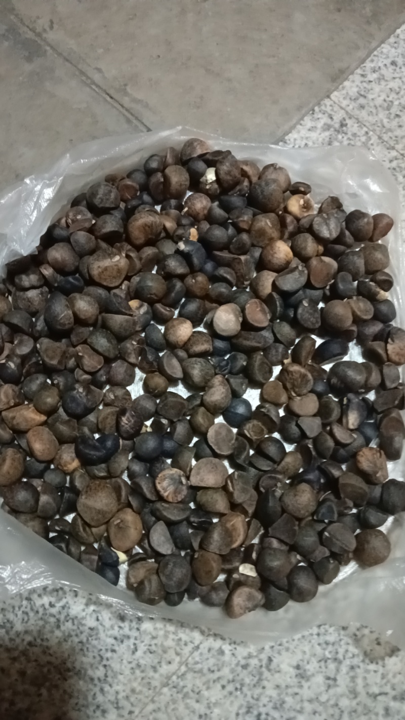 百花山茶果