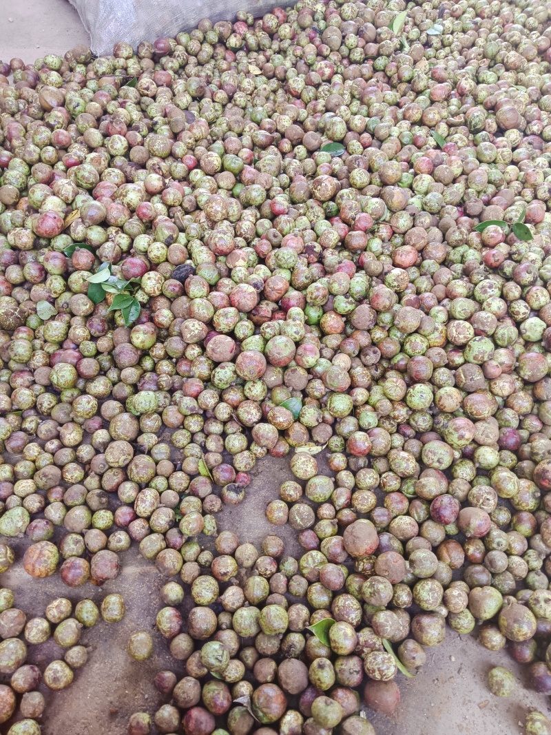 百花山茶果