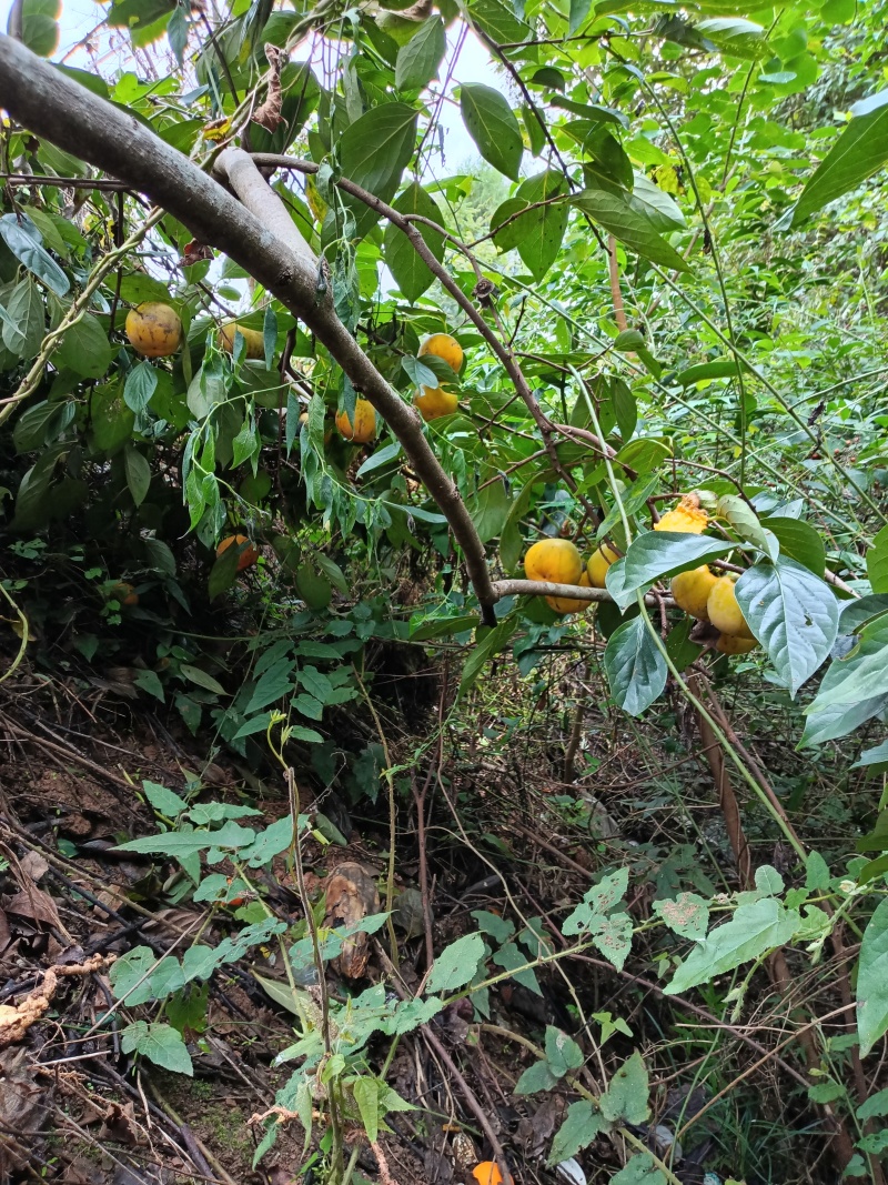 脆甜柿子苗