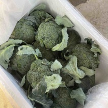 【精品】河南耐寒小米粒西兰花，一手货源，大量上市中