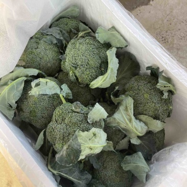 【精品】河南耐寒小米粒西兰花，一手货源，大量上市中
