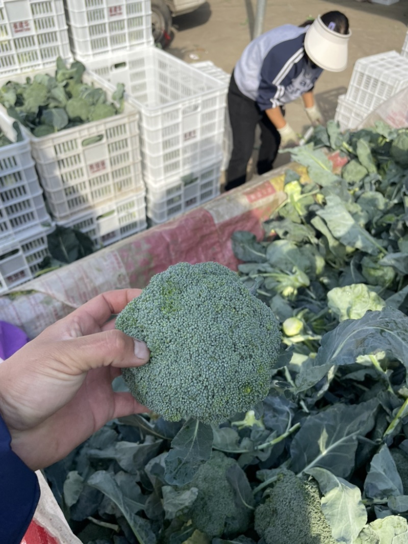 【精品】河南耐寒小米粒西兰花，一手货源，大量上市中