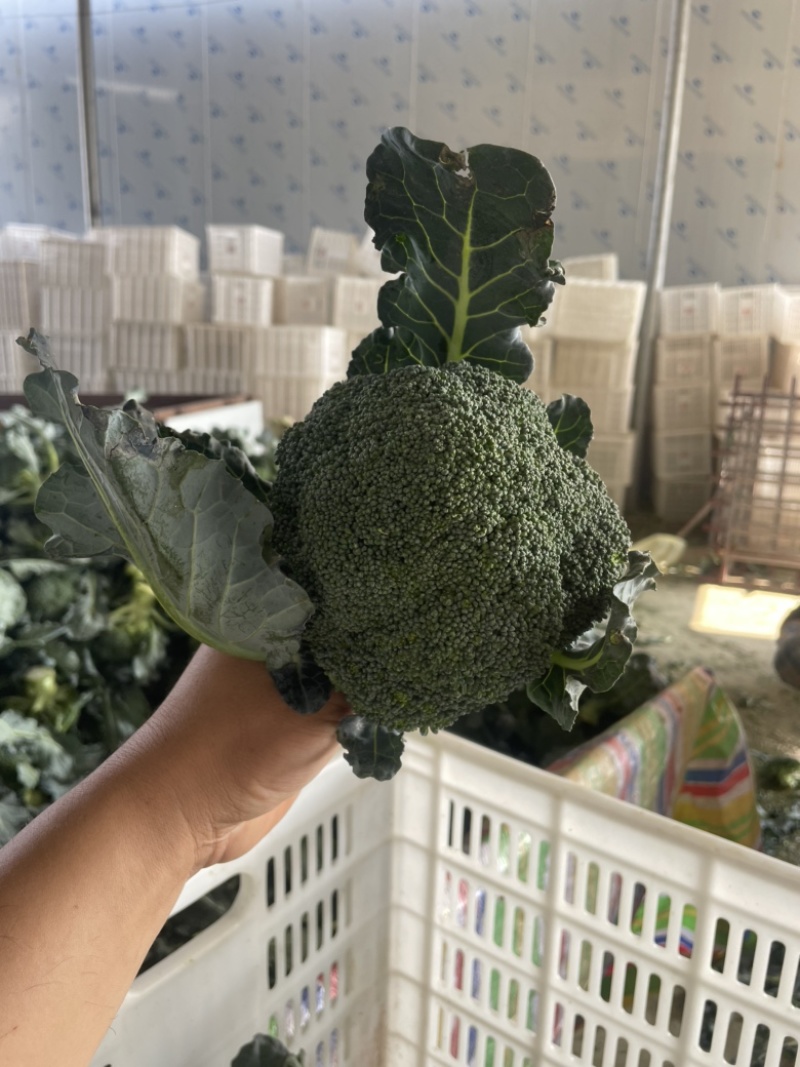 【精品】河南耐寒小米粒西兰花，一手货源，大量上市中