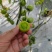梦想青甜二号樱桃番茄种子绿色番茄种子