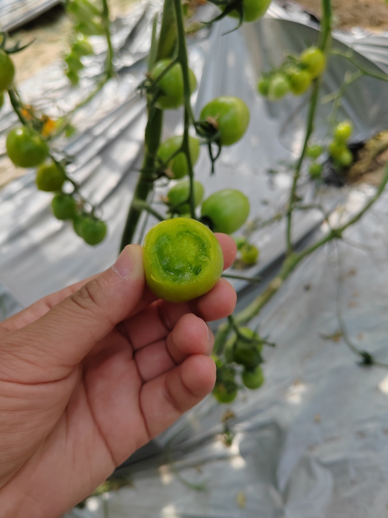 梦想青甜二号樱桃番茄种子绿色番茄种子