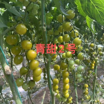 梦想青甜二号樱桃番茄种子绿色番茄种子