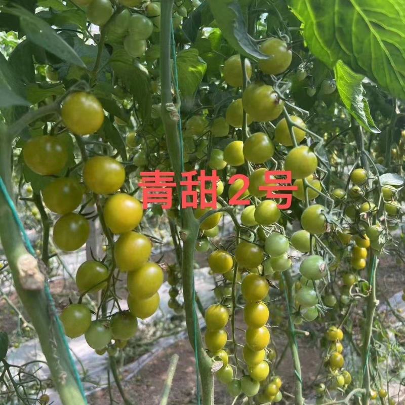 梦想青甜二号樱桃番茄种子绿色番茄种子