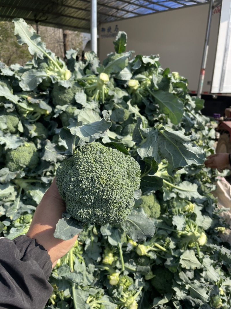 【精品】河南耐寒小米粒西兰花，一手货源，大量上市中