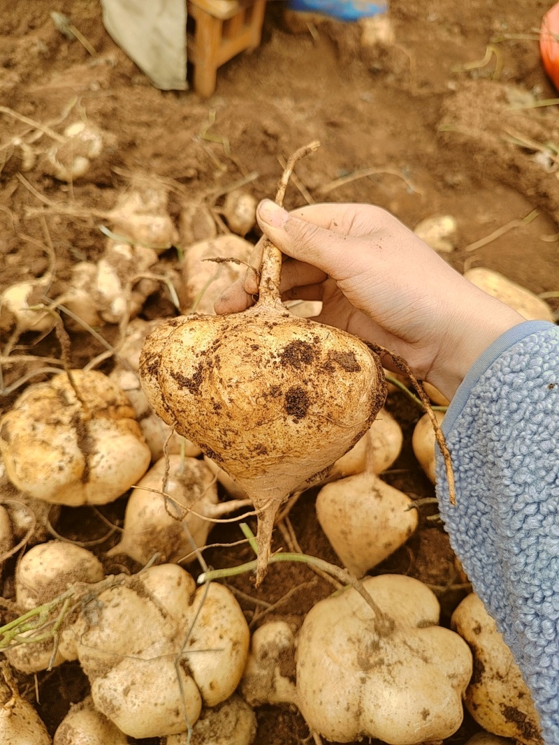 精品黄泥巴沙土地萝卜