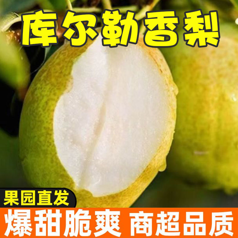 【优选】新疆库尔勒香梨，大量有货，现采现发