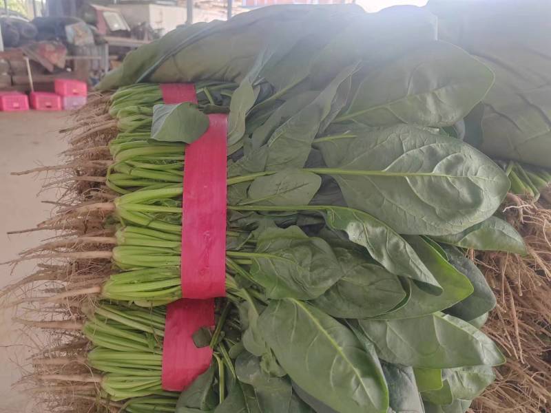 大叶菠菜，产地直销，大量上市中