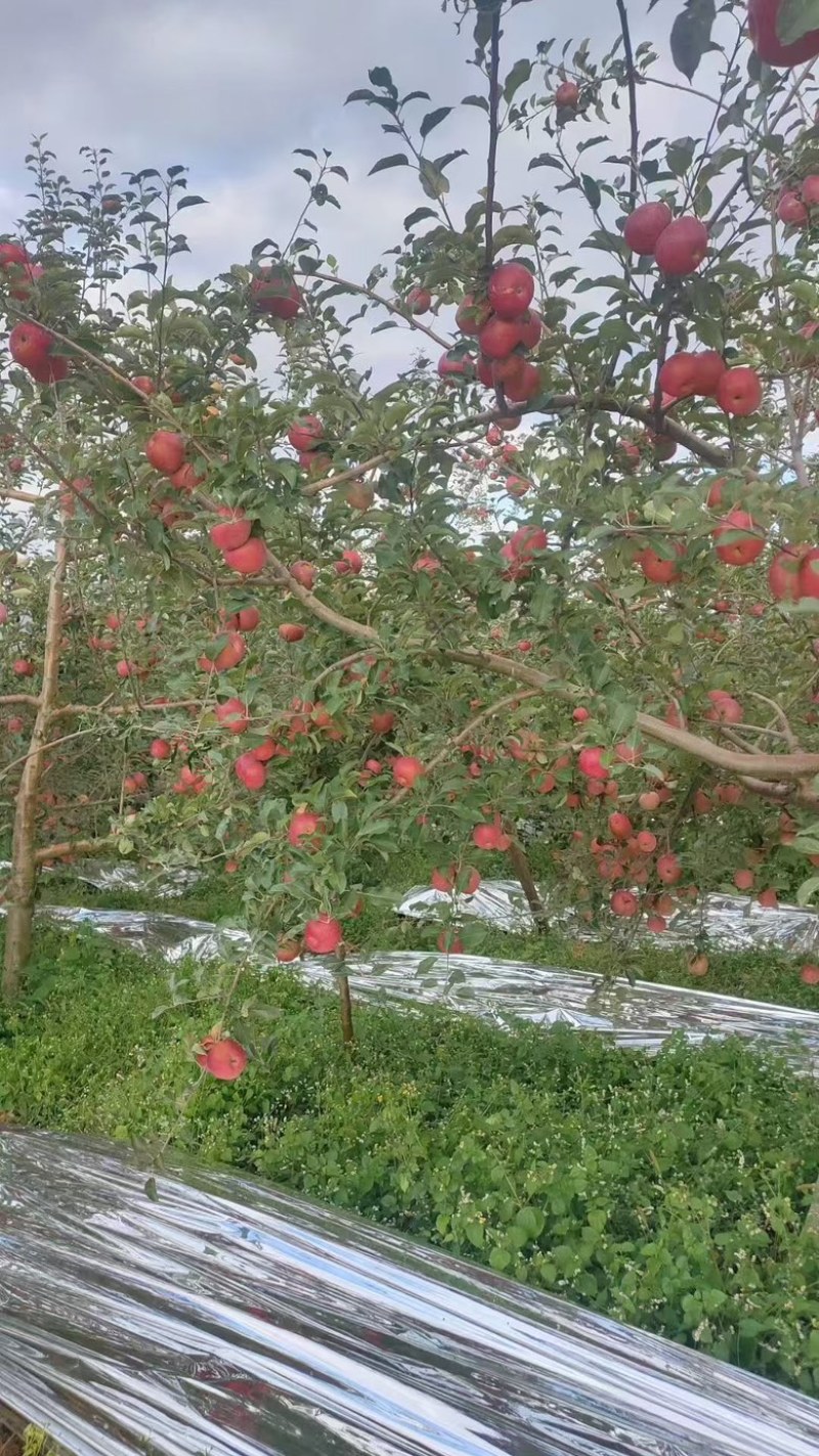 红富士苹果，专业代办。大凉山盐源苹果，丑苹果