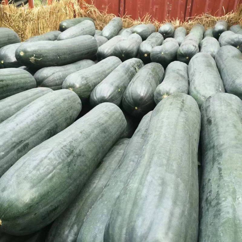【热卖】黑皮吊冬瓜大量供应品质保证可供商超批发市场
