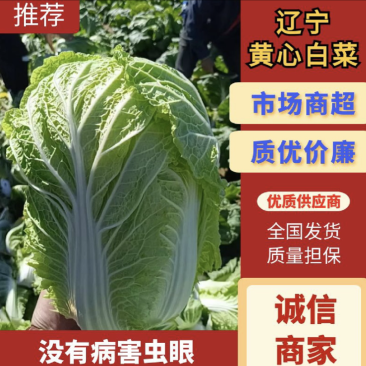 【推荐】山东黄心白菜可视频看货产地直发对接全国