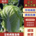 【推荐】山东黄心白菜可视频看货产地直发对接全国