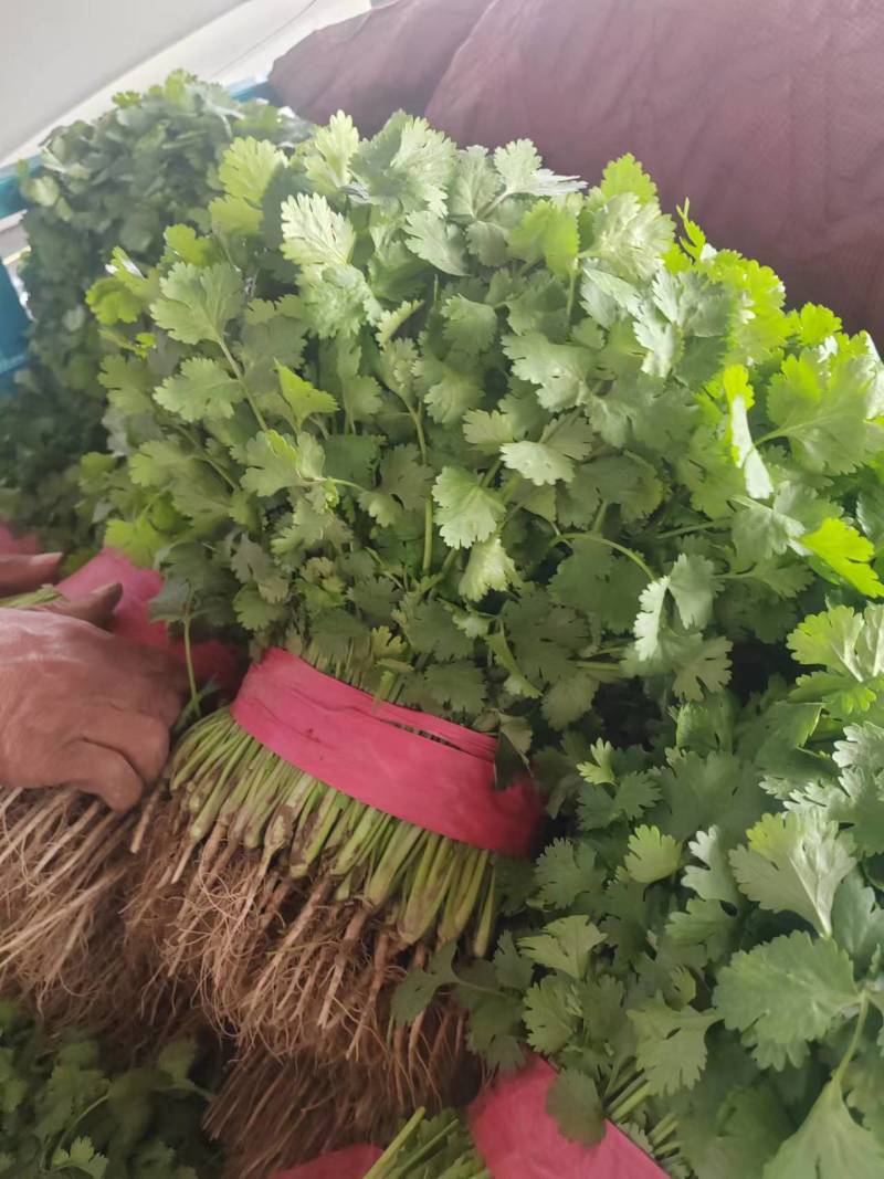 焦作大叶子香菜，铁杆青，电商平台，批发市场，加工厂均可发