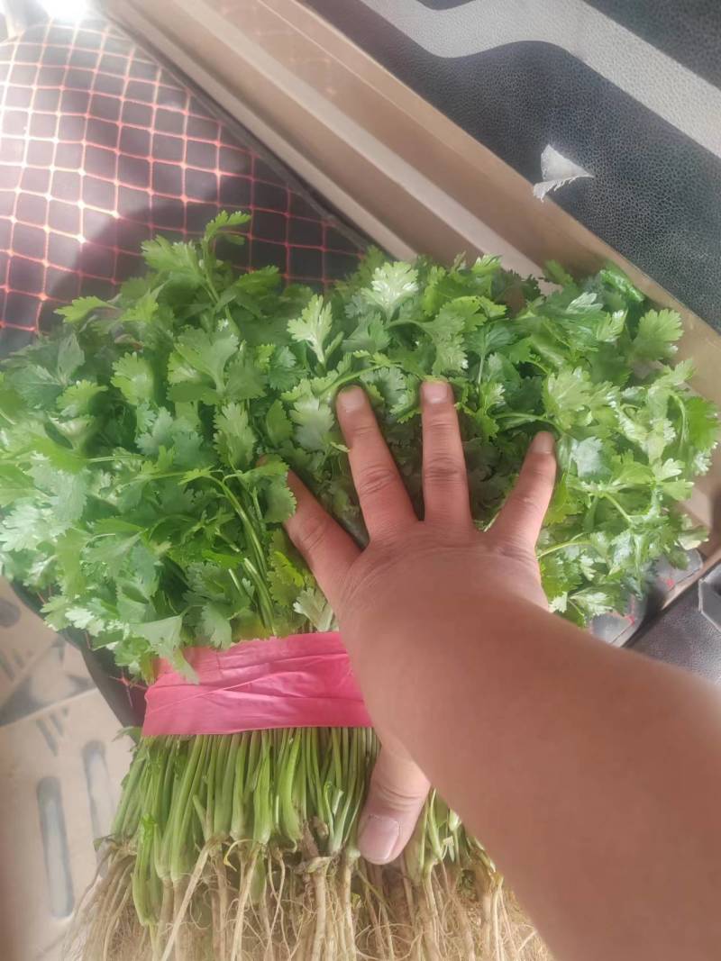 焦作大叶子香菜，铁杆青，电商平台，批发市场，加工厂均可发