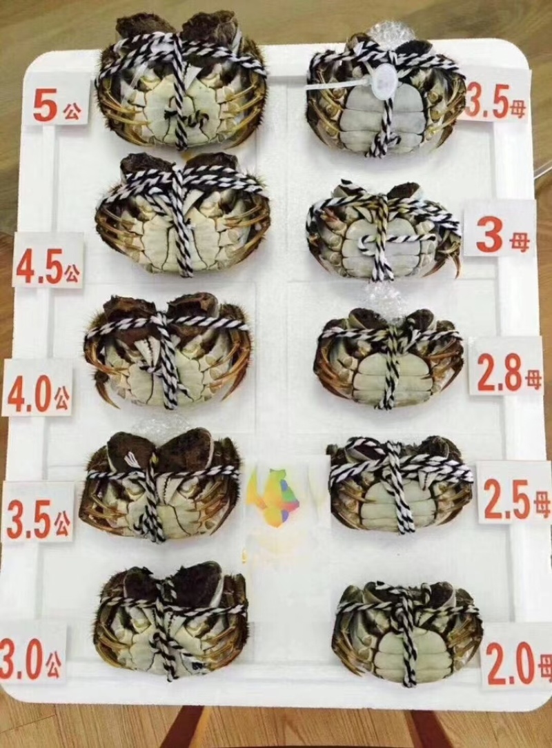 大闸蟹全国发货，大量从优，欢迎电话联系沟通洽谈