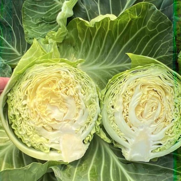 精品甘蓝，山东潍坊甘蓝，新鲜现货，欢迎各位老板选购