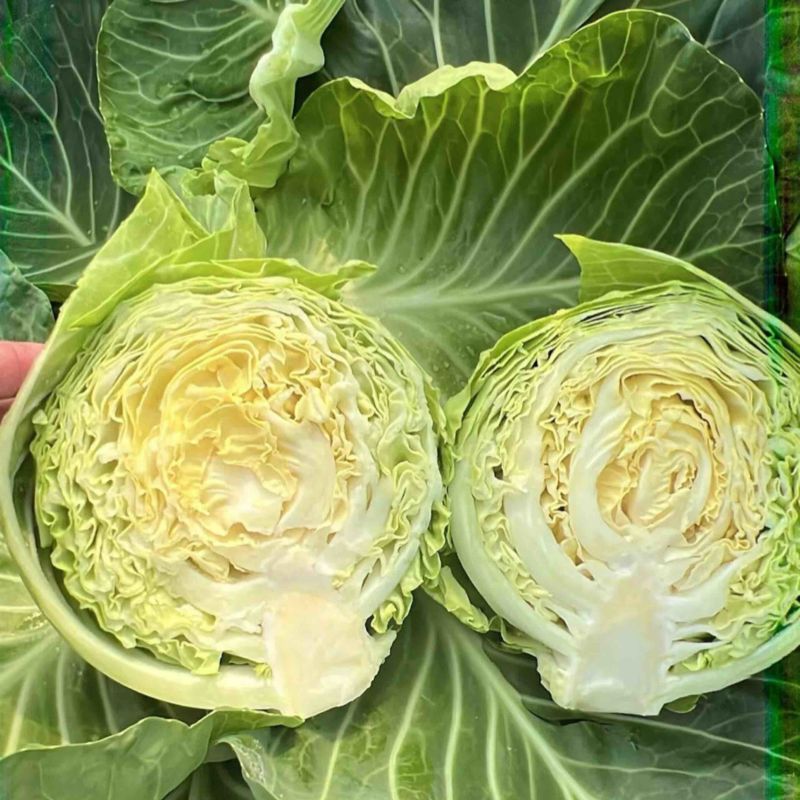 精品甘蓝，山东潍坊甘蓝，新鲜现货，欢迎各位老板选购